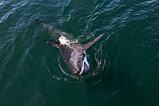 大白鲨,沙鲨属,福尔斯湾,南非