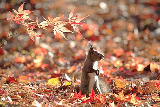 北海道松鼠,秋叶