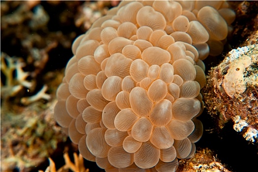 泡泡,珊瑚