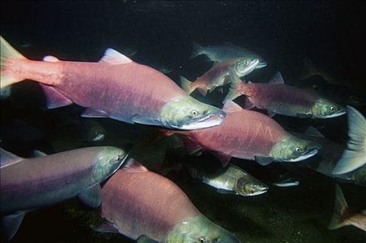 红大马哈鱼,红鲑鱼,女性,饲养,色彩,堪察加半岛,俄罗斯