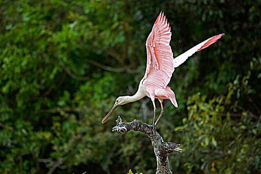 粉红琵鹭,起飞,枝条,委内瑞拉