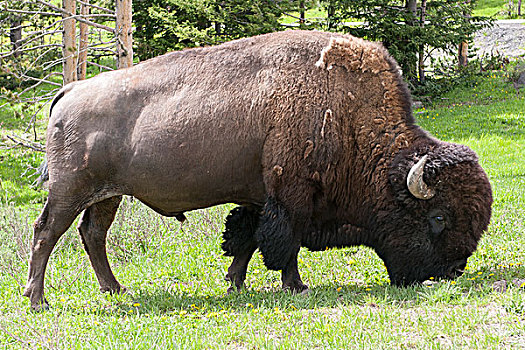 美洲野牛,放牧,黄石国家公园,怀俄明,美国