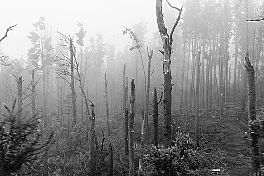 神秘,单色调,雾林,树