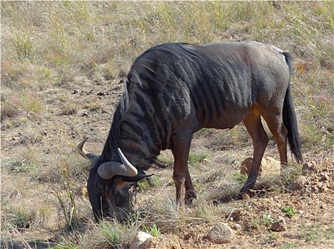 角马,南非