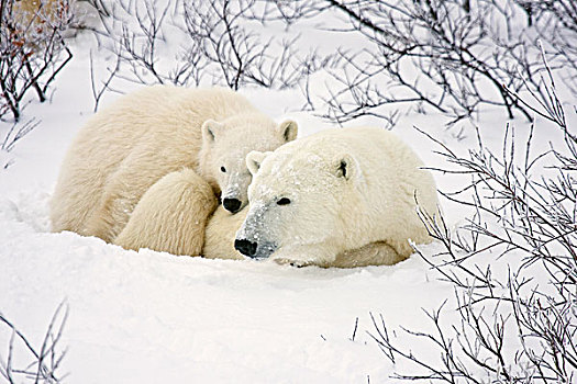 北极熊,雌性,幼兽,丘吉尔市,野生动物,管理,区域