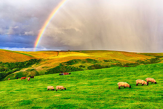 苏格兰,高地,家羊,绵羊,放牧,草地,彩虹,潘南,阿伯丁,英国