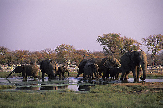 非洲,纳米比亚,埃托沙国家公园,大象,水潭