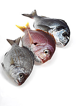 红海,铜盆鱼,灰色,海鲷,金头鲷,金黄色,新鲜,鱼,白色背景