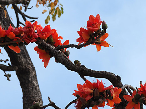 木棉花