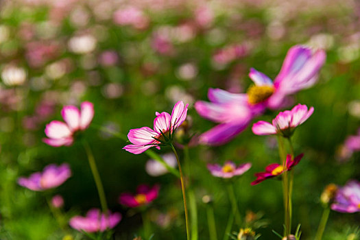 格桑花