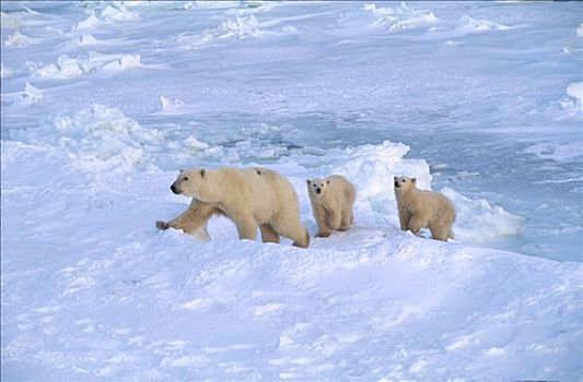 北极熊,母熊,走,跟随,丘吉尔市