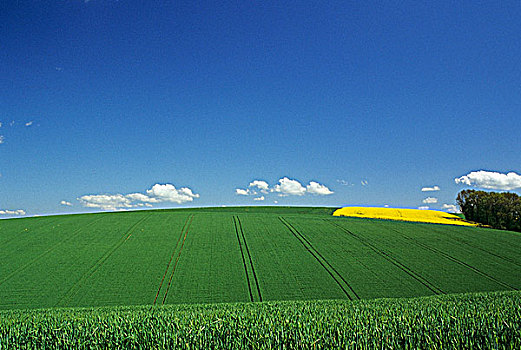 法国,绿色,小麦,菜籽,土地