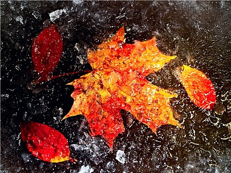 秋叶,冰