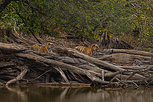 幼兽,野生,孟加拉虎,虎,躺着,秋天,树,边缘,湖,树林,拉贾斯坦邦,国家公园,印度,亚洲