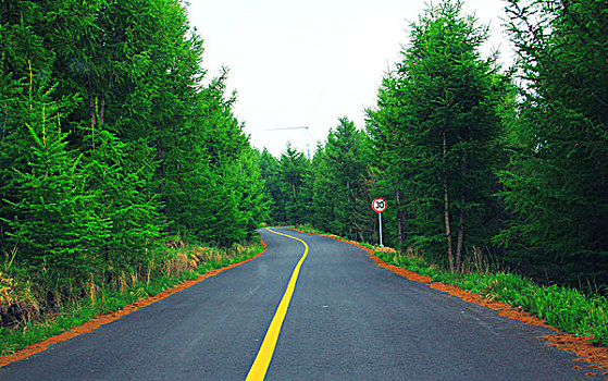 草原山柏油路松树林