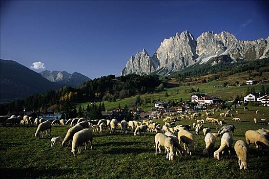 山,绵羊,意大利