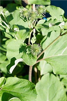 牛蒡,植物,特写