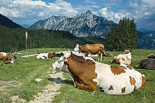 休息,母牛,奥地利