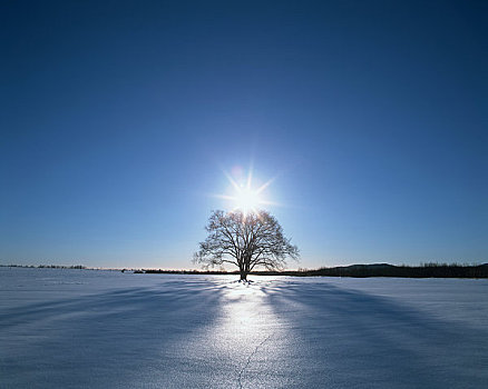 雪原