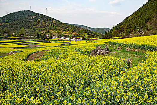 油菜花