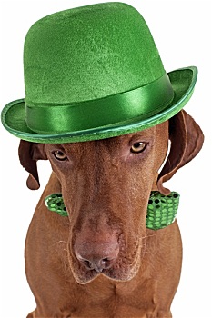 狗戴绿色帽子图片大全图片