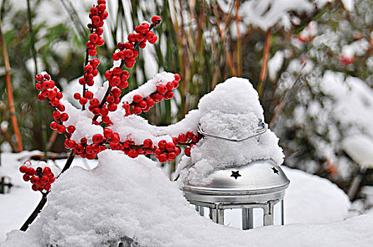 不同,灯笼,红色浆果,冬天,花园