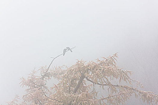 川西黄龙雪景