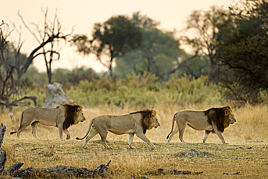 非洲,博茨瓦纳,莫雷米禁猎区,三个,成年,雄性,狮子,走,朝日,奥卡万戈三角洲