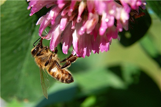 蜜蜂,苜蓿花