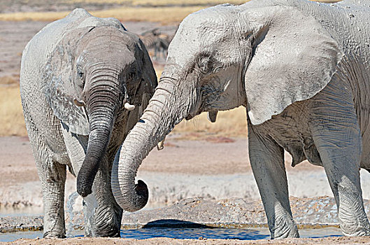 两个,幼兽,非洲象,遮盖,泥,喝,水坑,埃托沙国家公园,纳米比亚,非洲