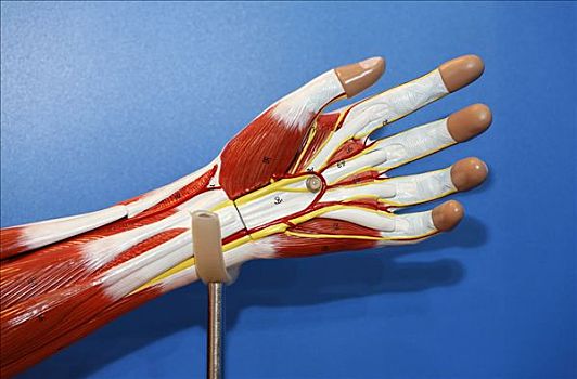 手,展示,肌肉,纤维,动脉,脉络,解剖模型,2008年,全球,医疗,贸易展览会,北莱茵威斯特伐利亚,德国,欧洲