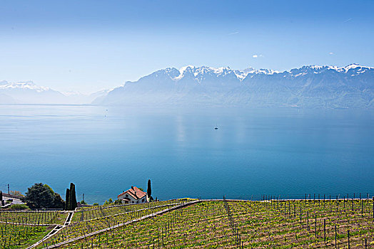 葡萄酒,梯田,上方,日内瓦湖,酒村,拉沃,靠近,洛桑,沃州,西部,瑞士