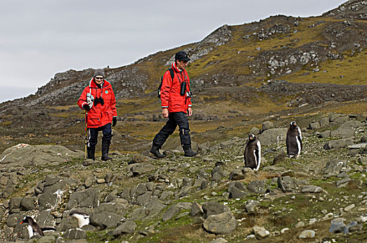 南极,南,设得兰群岛,岛屿,旅游,巴布亚企鹅