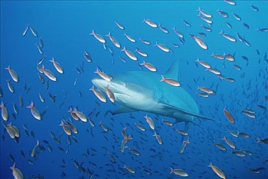 加拉帕戈斯,鲨鱼,直翅真鲨,游动,鱼群,小,鱼,加拉帕戈斯群岛,厄瓜多尔