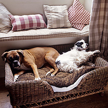 狗,睡觉,篮子,正面,沙发,方格,垫子