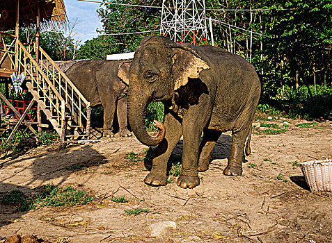 大象,曼谷,泰国