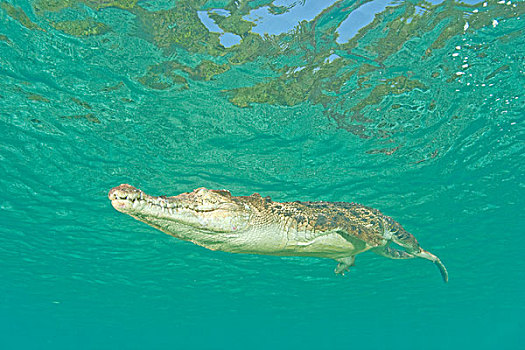 咸水鳄,湾鳄,洛克群岛,帕劳,密克罗尼西亚,西部,太平洋