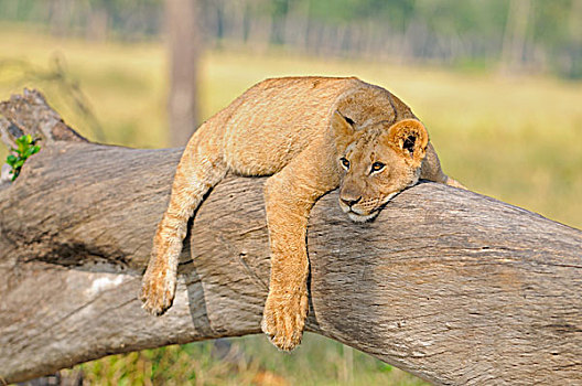 狮子,躺着,树干,马赛马拉国家保护区,肯尼亚,非洲