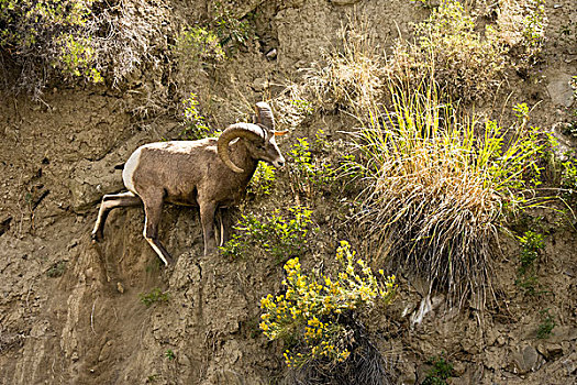 大角羊,救助,溪流,黄石国家公园,蒙大拿,美国