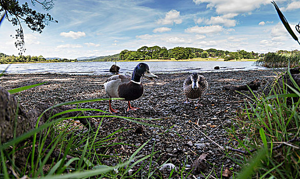 鸭子,走,岸边,湖,背景,坎布里亚,英格兰