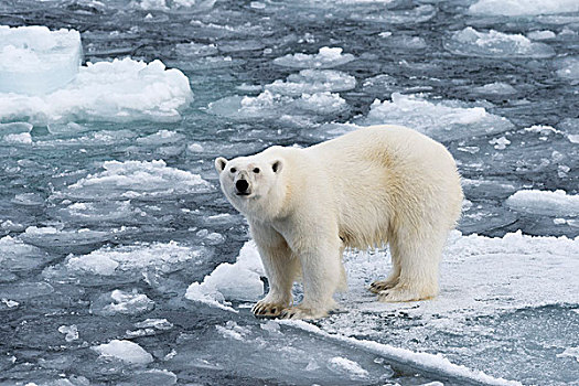 北极熊,斯匹次卑尔根岛,斯瓦尔巴特群岛,岛屿,挪威,欧洲