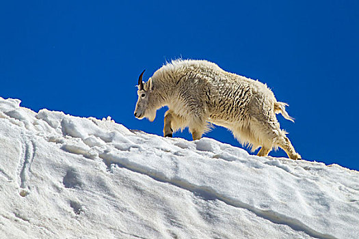 美国,科罗拉多,山,石山羊,走,夏天,雪,戈登,画廊