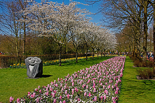 荷兰,库肯霍夫公园,花坛,郁金香