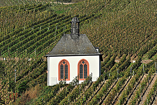 小教堂,葡萄园,靠近,摩泽尔,葡萄酒,区域,莱茵兰普法尔茨州,德国,欧洲