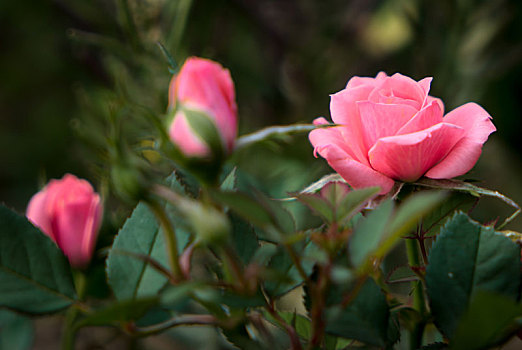 微型,粉红玫瑰,盛开
