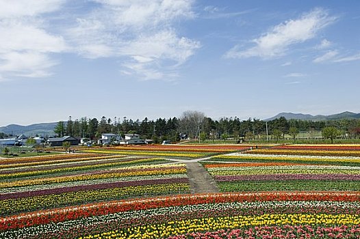 郁金香,公园