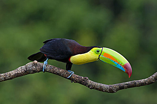 巨嘴鸟,北方,哥斯达黎加