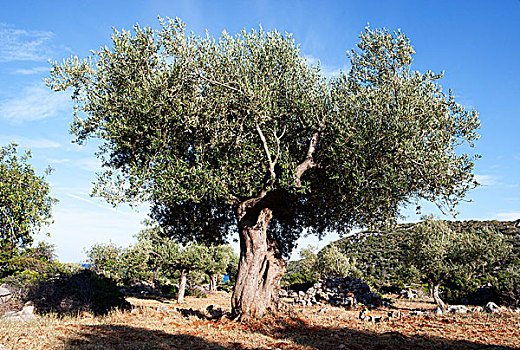 老,橄榄树,欧橄榄,靠近,伯罗奔尼撒半岛,希腊,欧洲
