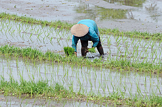 印度尼西亚,巴厘岛,稻田,农民,戴着,草帽,种植,稻米