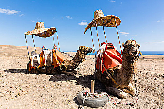 两个,骆驼,巨大,草帽,高处,马鞍,荫凉,兰索罗特岛,加纳利群岛,西班牙